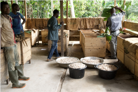 jean-paul hévin centre cacao cameroun